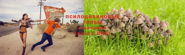 apvp Богданович